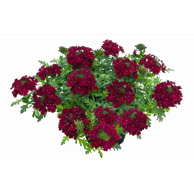 Verbena Vepita Dark Red / Kerti verbéna