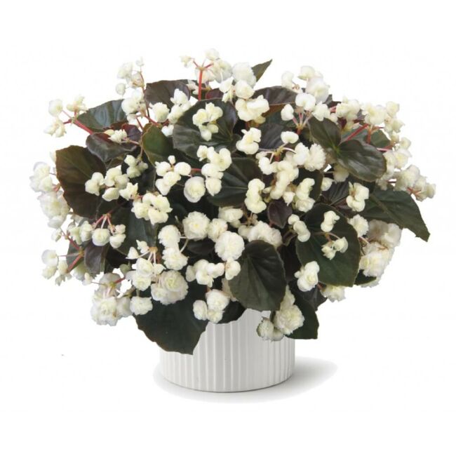 Begonia Doublet White / Dupla virágú begónia