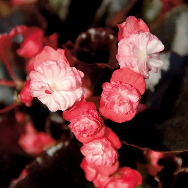 Begonia GUMDROP 'Coco Rose' / Dupla virágú begónia