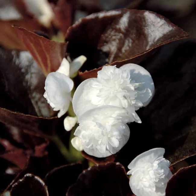 Begonia GUMDROP 'Coco White' / Dupla virágú begónia