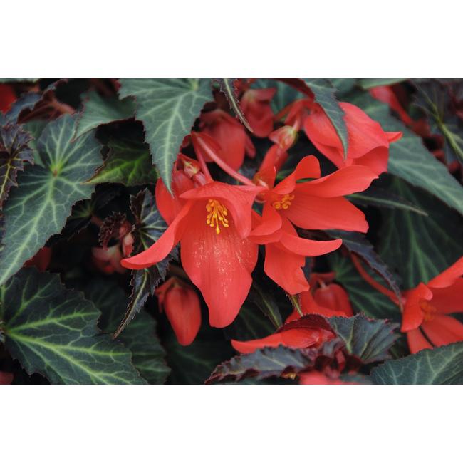 Begonia Summerwings Dark Elegance / Futó begónia