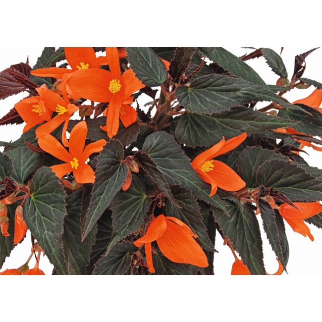Begonia Summerwings Ebony & Orange / Futó begónia