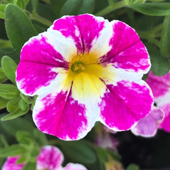 Calibrachoa Candy Shop Candy Crush