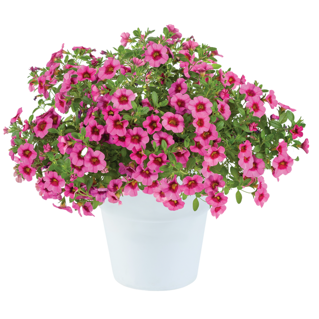 Calibrachoa Eyeconic Pink