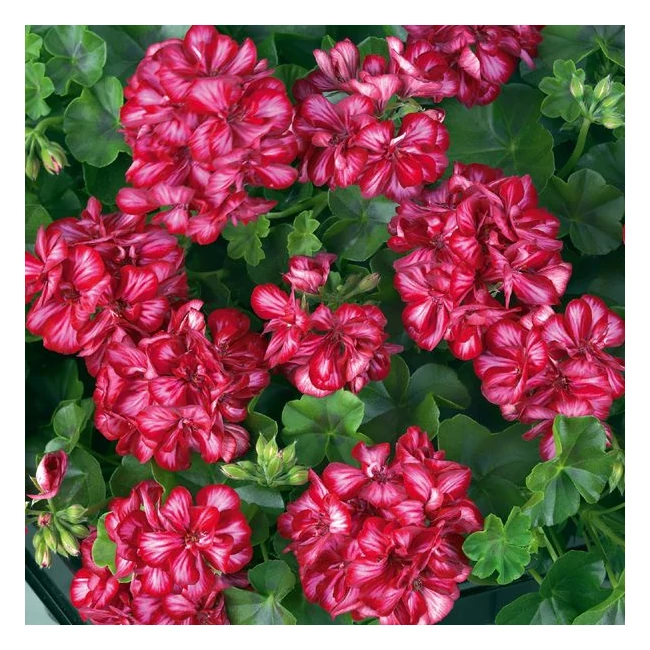 Medio Lollipop Mariska