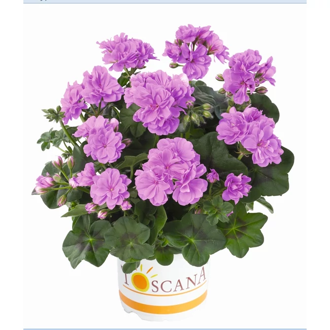 Medio Teske Lavender