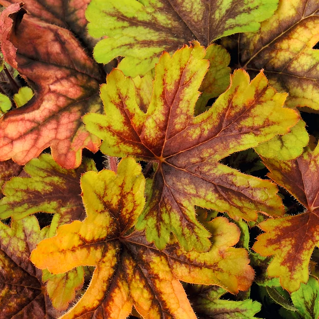 Heucherella 'Alabama Sunrise' / Tűzeső