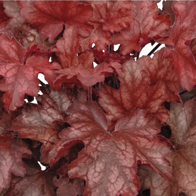 Heuchera 'Chateau Rouge' / Tűzeső