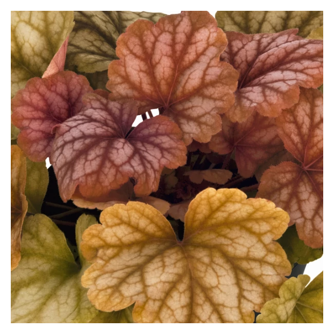 Heuchera 'Champagne' / Tűzeső