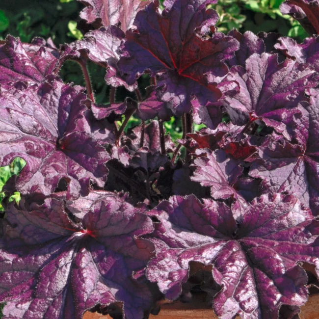 Heuchera 'Forever Purple' / Tűzeső