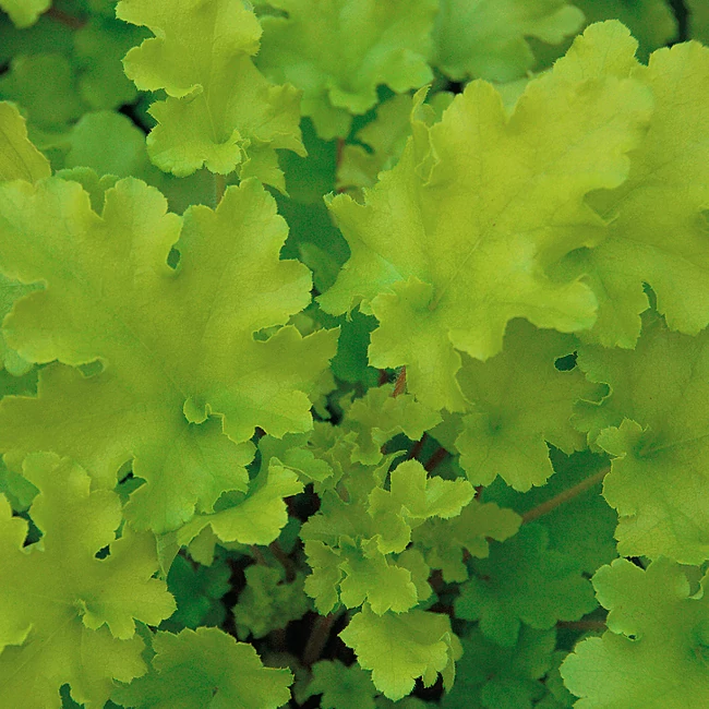 Heuchera 'Lime Marmalade' / Tűzeső