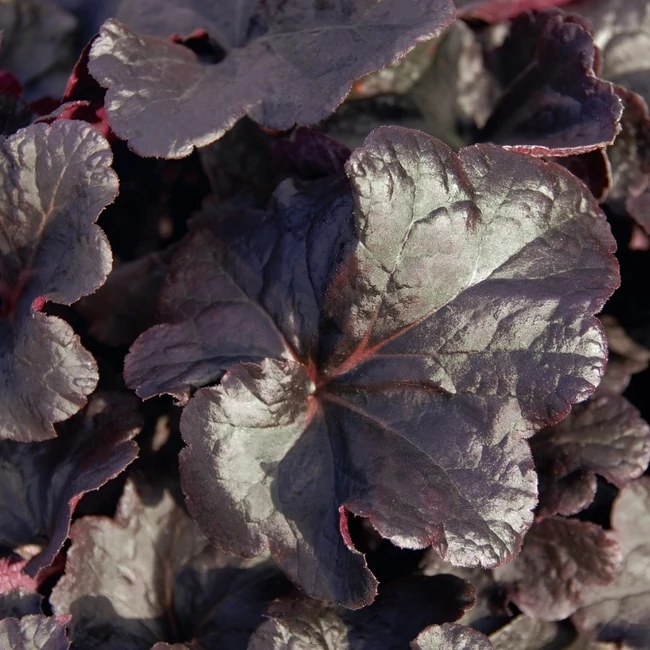 Heuchera 'Obsidian' / Tűzeső
