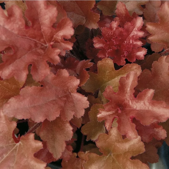 Heuchera 'Red Fury' / Tűzeső