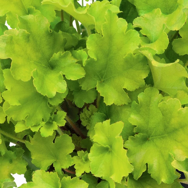 Heuchera 'Shiny' / Tűzeső