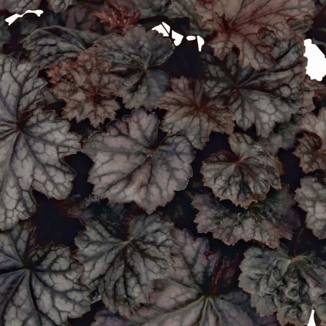 Heuchera 'Silver Duke' / Tűzeső