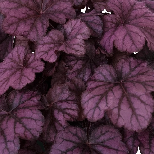 Heuchera 'Wild Rose' / Tűzeső
