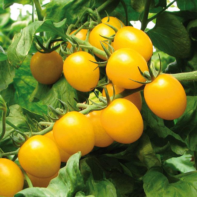 Cseresznye paradicsom 'Stargold'