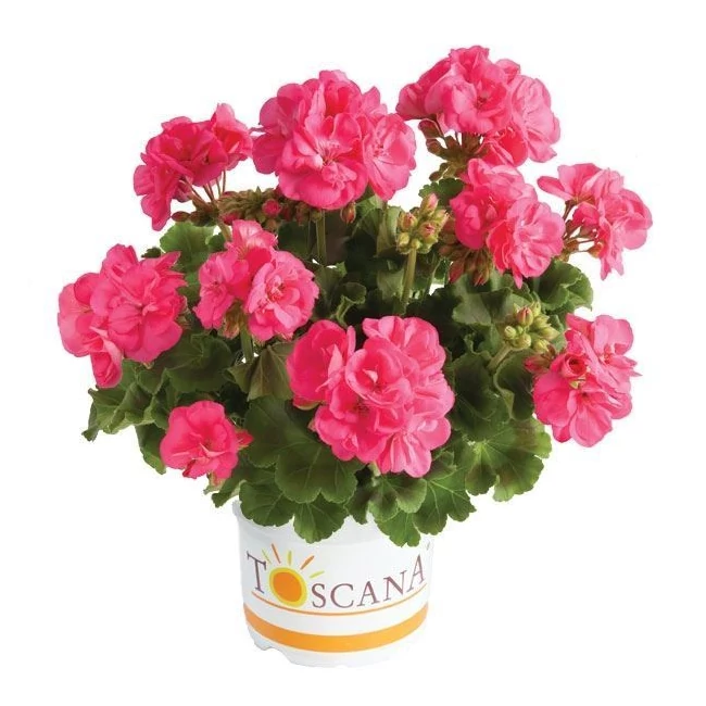 Trend Hanna Hot Pink