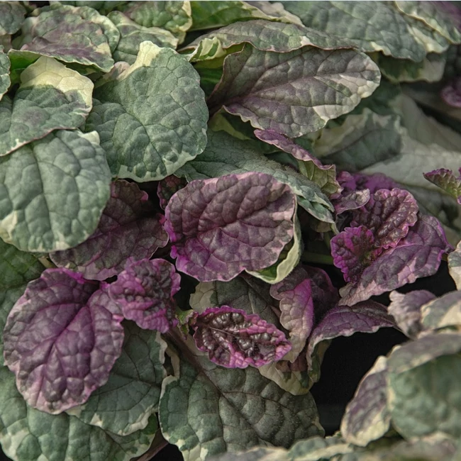 Ajuga reptans 'Burgundy Glow' / Indás ínfű