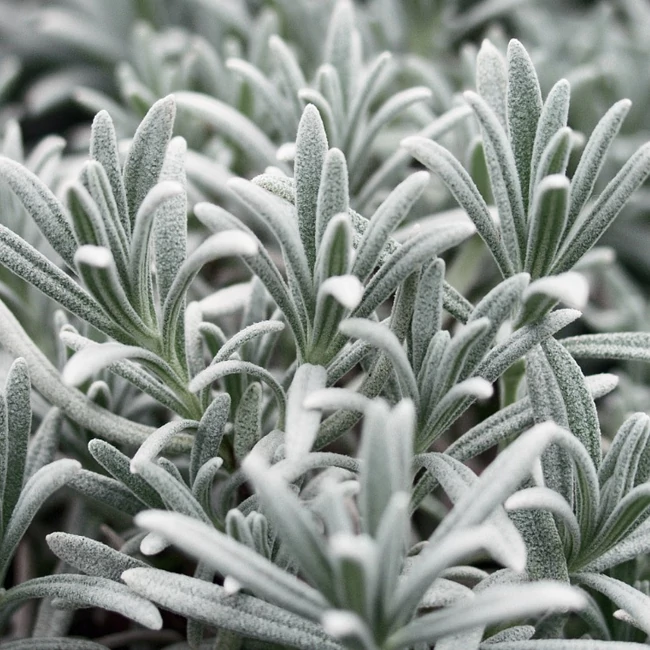 Lavandula lanata / Gyapjas levendula