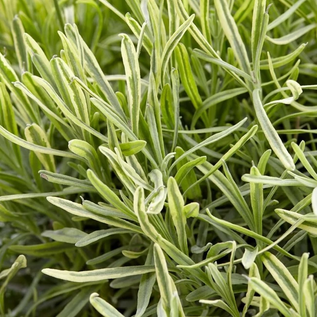Lavandula angustifolia 'Platinum Blonde' / Tarka levelű levendula