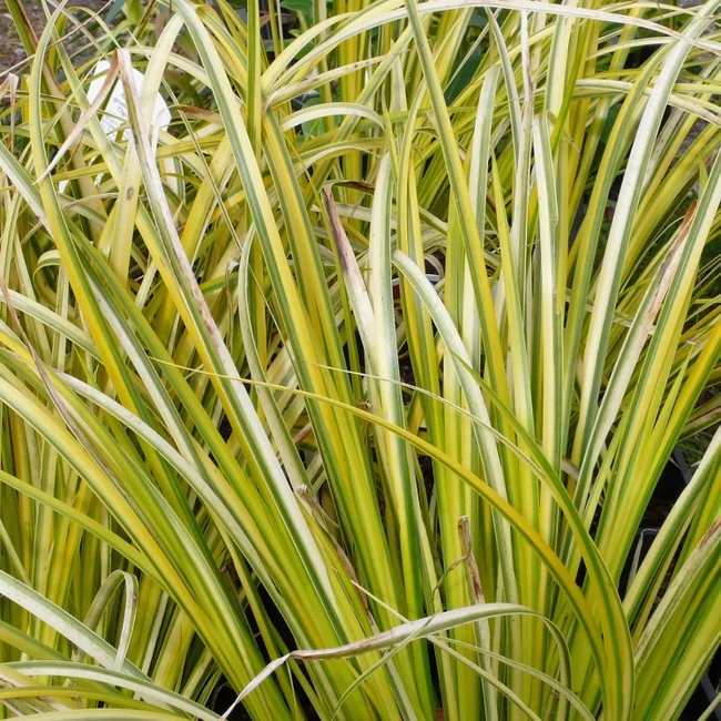 Acorus gramineus 'Ogon' / Aranytarka kálmos