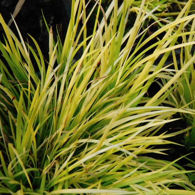 Acorus gramineus 'Hakuro-Nishiki' / Aranytarka kálmos