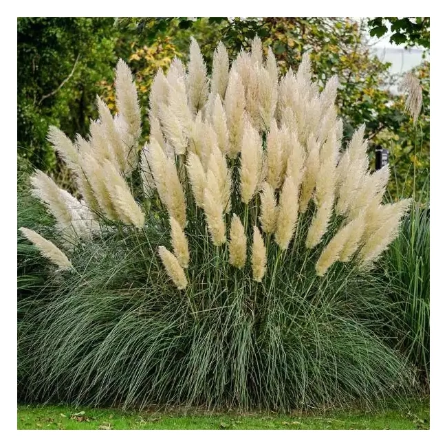 Cortaderia selloana 'White Plume' / Pampafű