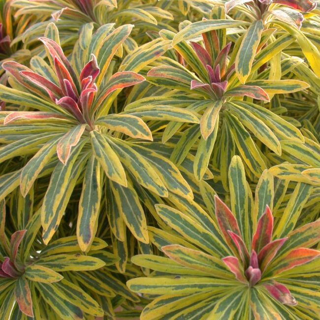 Euphorbia martinii hybr. 'Ascot Rainbow' / Kutyatej