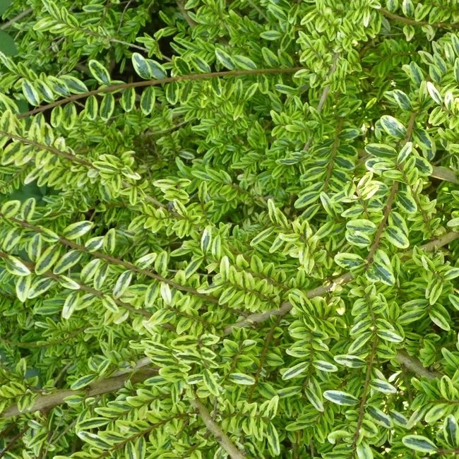 Lonicera nitida 'Lemon Queen' / Örökzöld mirtuszlonc