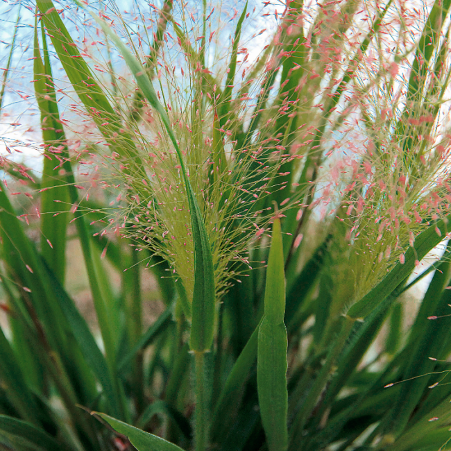 Eragrostis spectabilis 'Purple Love Grass' / Tőtippan