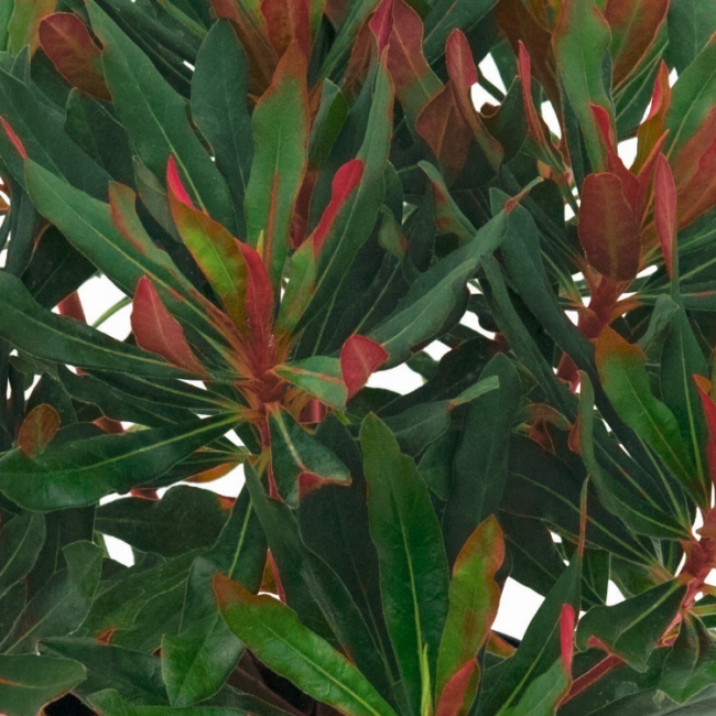 Euphorbia 'Xenia' / Évelő kutyatej