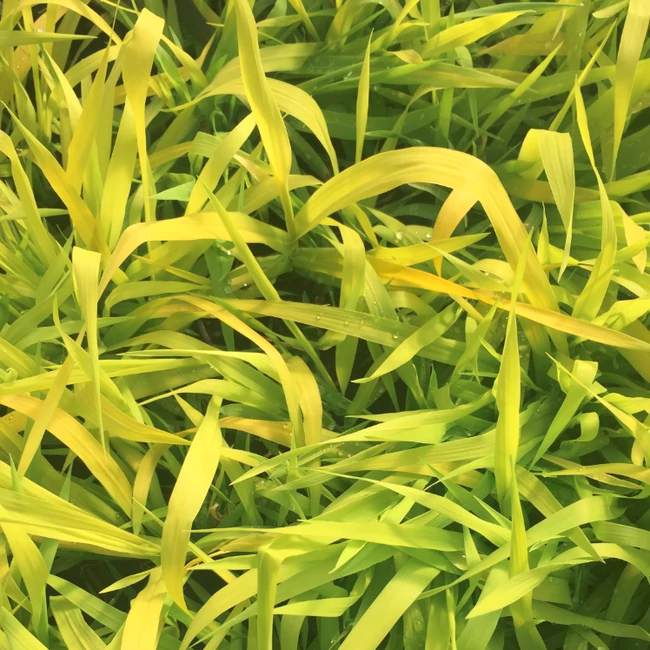Phalaris arundinacea 'Pure Gold' / Pántlikafű, tarkanád