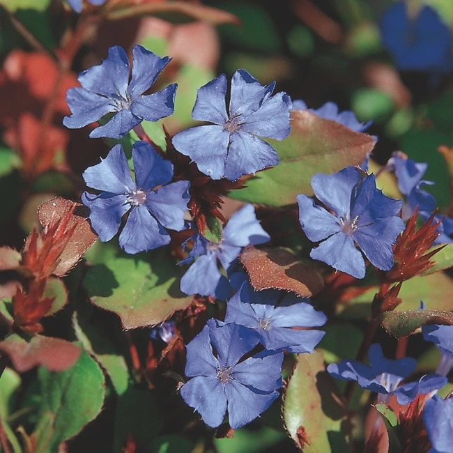 Ceratostigma plumbaginoides / Tarackoló kékgyökér