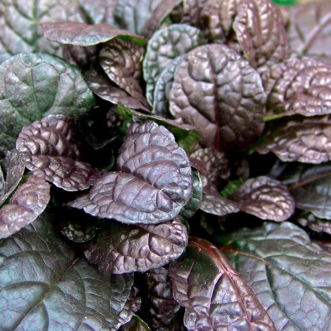 Ajuga reptans 'Elmblut' / Indás ínfű