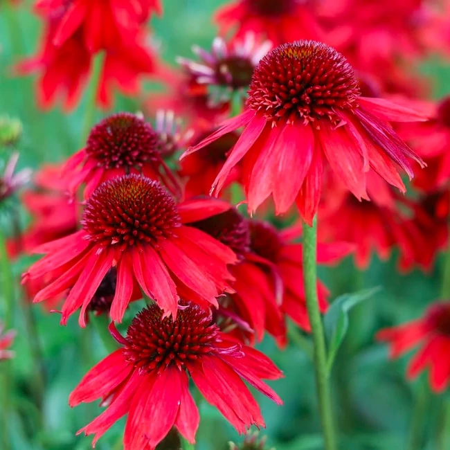 Echinacea purpurea 'Lakota Red' / Kasvirág