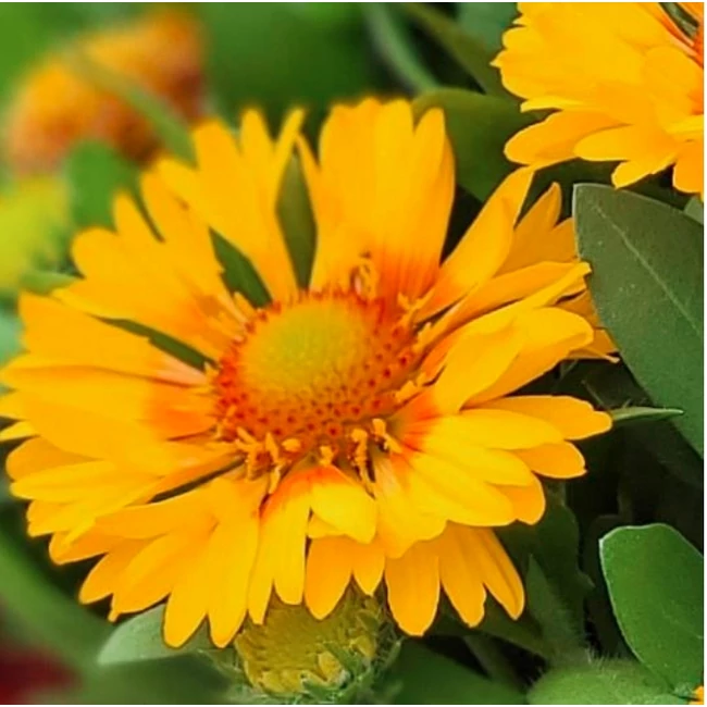 Gaillardia hybrida 'Gusto Lemon' / Kokárdavirág
