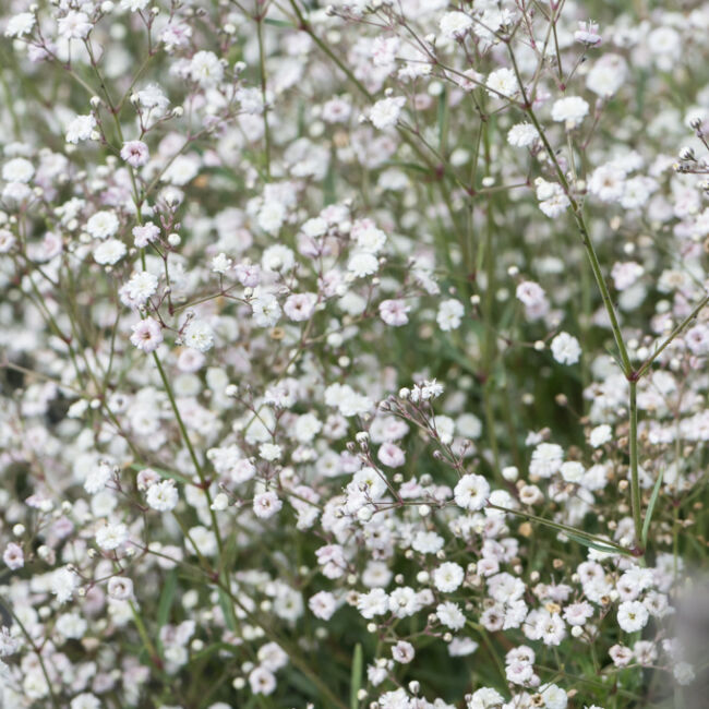 Gypsophila paniculata 'Festival White Flare' / Buglyos fátyolvirág, rezgő
