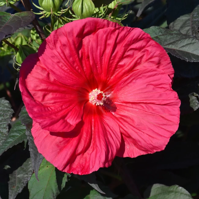 Hibiscus hibrid SUMMERIFIC 'Summer in Paradise' / Mocsári hibiszkusz