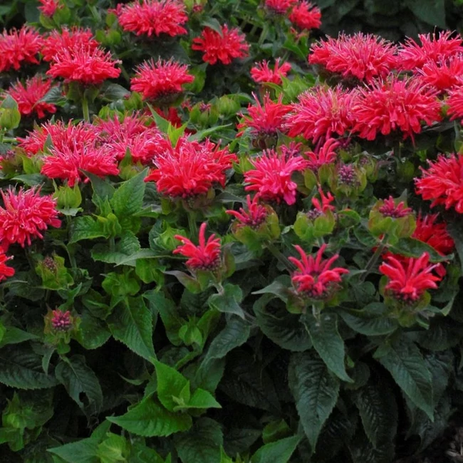 Monarda didymia PARDON MY 'Cerise' / Méhbalzsam, indiáncsalán