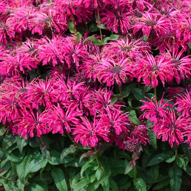 Monarda didymia 'Leading Lady Razzberry' / Méhbalzsam, indiáncsalán