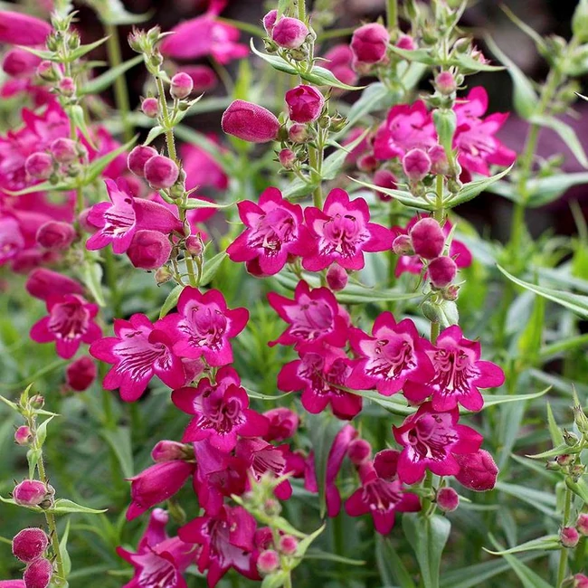 Penstemon hybrida 'Harlequin Magenta' / Bugatölcsér