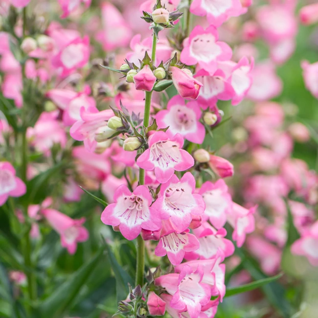 Penstemon hybrida 'Harlequin Pink' / Bugatölcsér