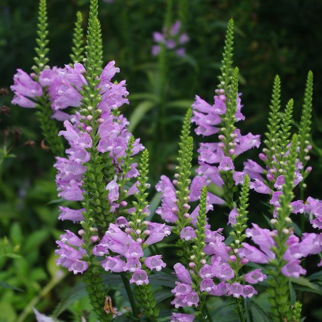 Physostegia virginiana 'Rose' / Füzérajak