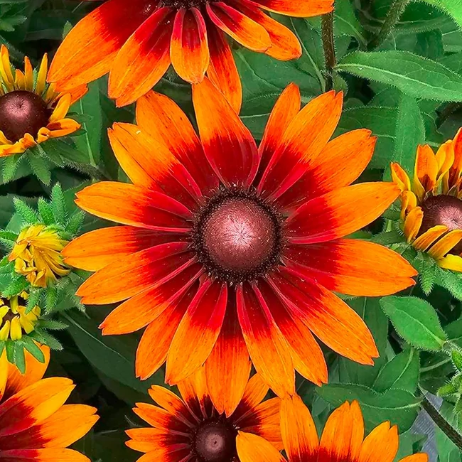Rudbeckia hibrid SUNBECKIA 'Sarah' / Borzas kúpvirág