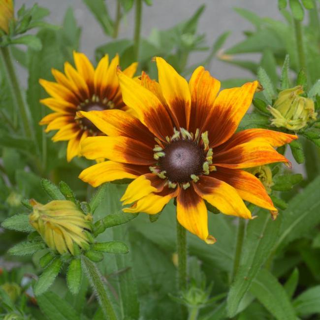 Rudbeckia x Echinacea 'Summerina Yellow' / Kúpvirág