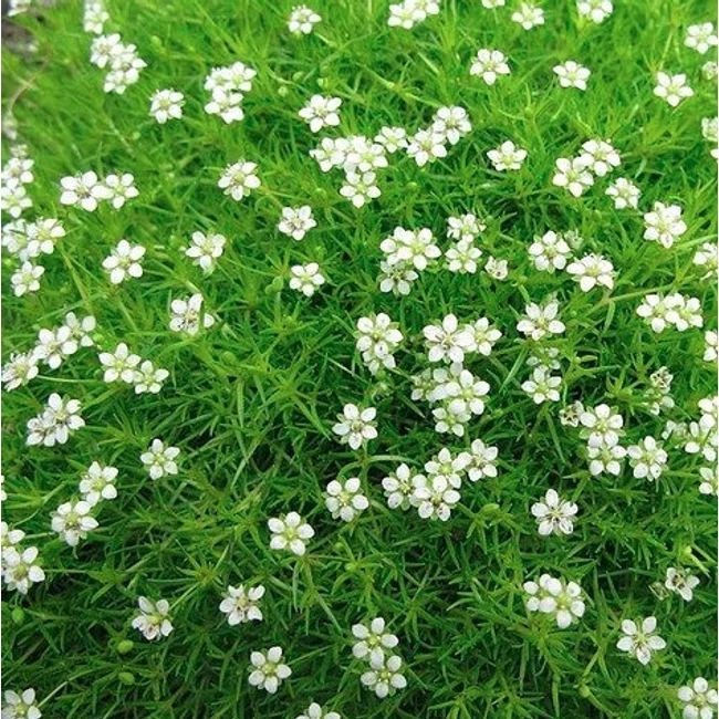 Sagina subulata 'Irish Moss' / Szálkás zöldhúr, csillagmoha