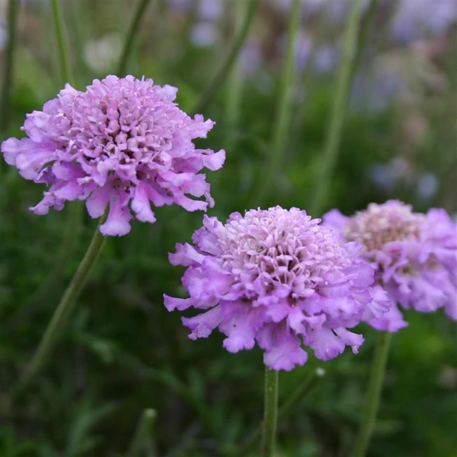 Scabiosa columbaria 'Vivid Violet' / Galambszínű ördögszem