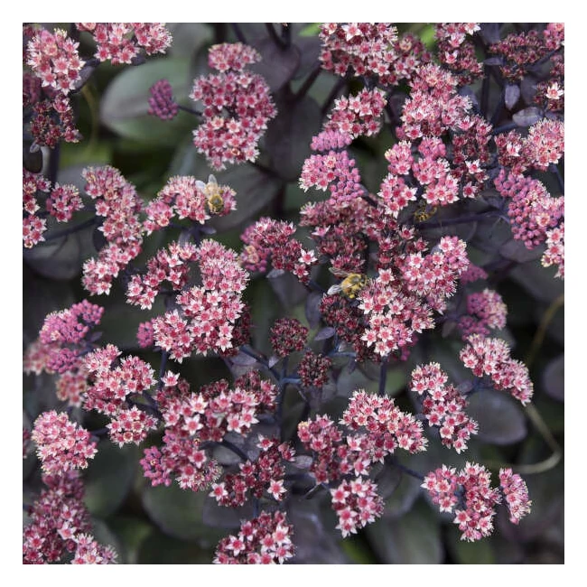 Sedum telephium 'Rock 'N Grow Back in Black' / Kárpáti varjúháj