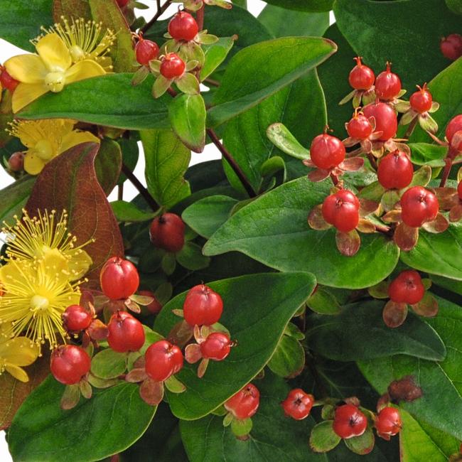 Hypericum 'Magic Marbles Red' / Bogyós orbáncfű